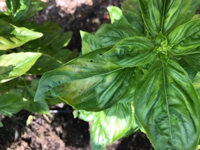Basil downy mildew, top of leaf