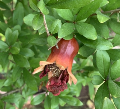 Swelling pomegranate fruitlet