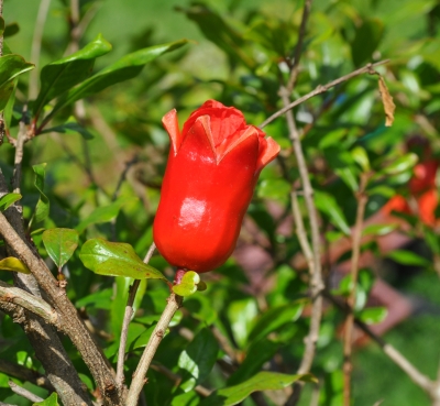 Hermaphroditic pomegranate flower