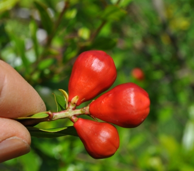 Male pomegranate flowers