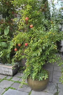 Potted pomegranate, but NOT mine