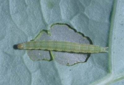 Diamondback moth larva