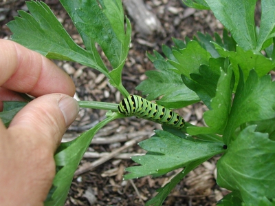 Celeryworm