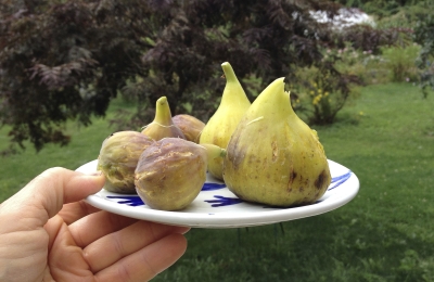 Ripe figs on plate