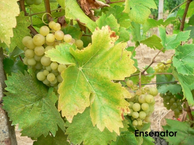 Perle de Csaba grape