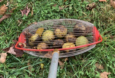 Black walnuts in wire basket harvester