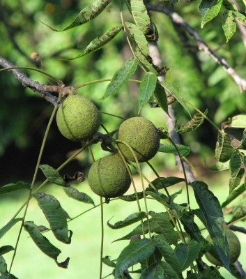 Walnuts in tree