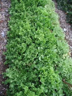 Endive frisée