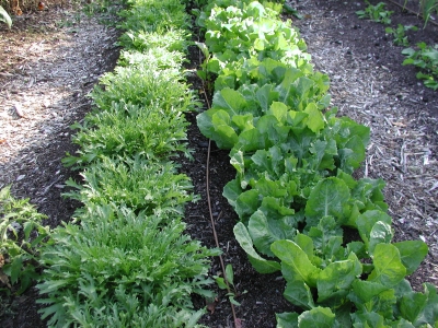 Endive, frisee & escarole