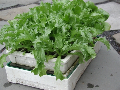 Endive in seed flats
