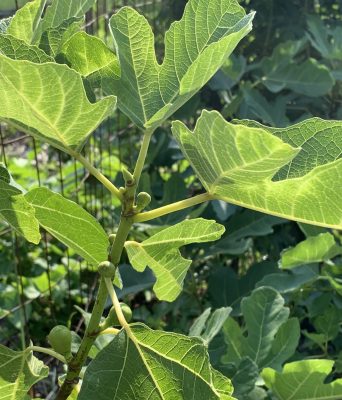 Young main crop figs