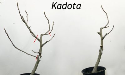 Pruning Kadota fig