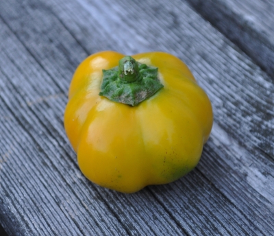Doe Hill pepper ripening