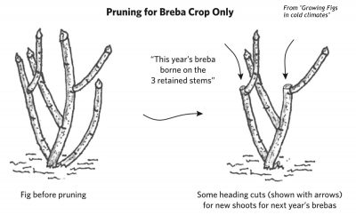 Pruning for breba crop figs