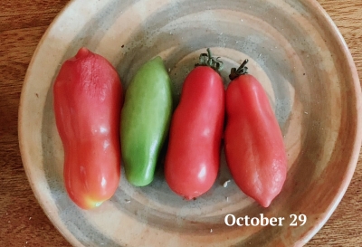 Ripening tomatoes, Oct. 29