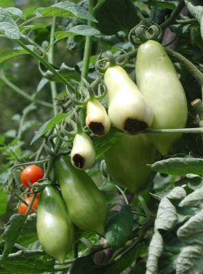 Blossom end rot of these tomatoes possibly coaxing ripening